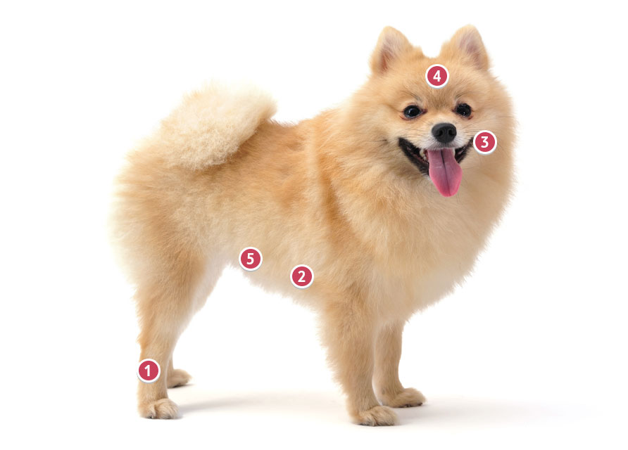 Pomeranian Insurance Pomeranian Pet Insurance Quote Tesco Bank