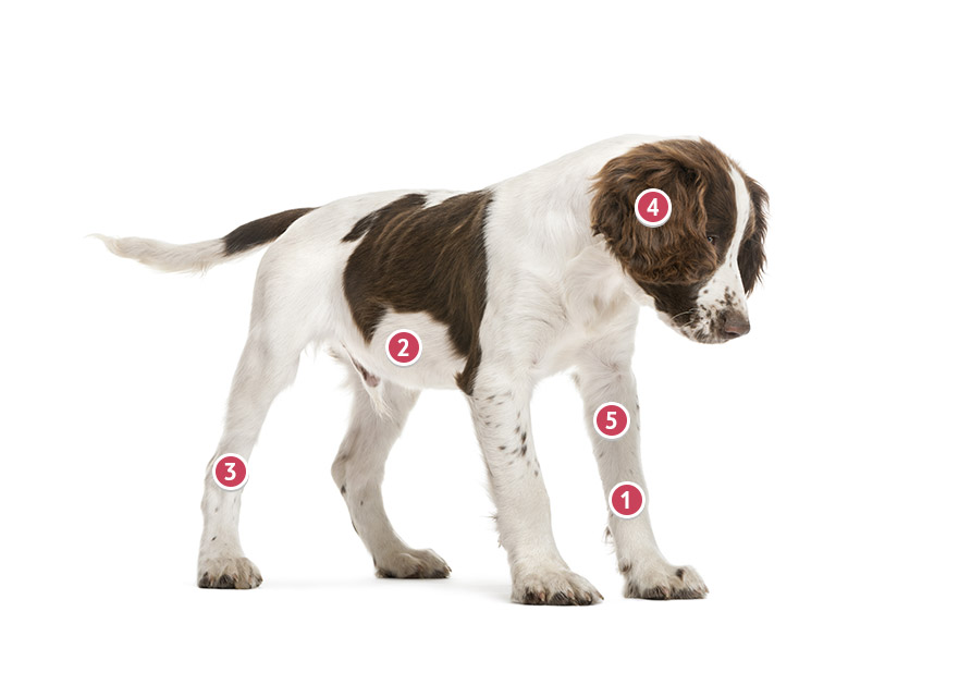 Get A English Springer Spaniel Pet Insurance Quote - Tesco Bank