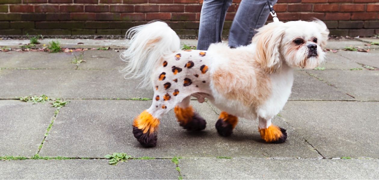 tesco dog clothes