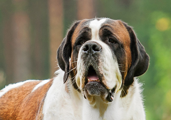 can bones cause disease in a saint bernard