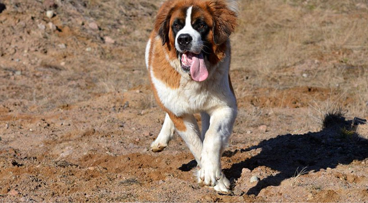 can bones cause disease in a saint bernard