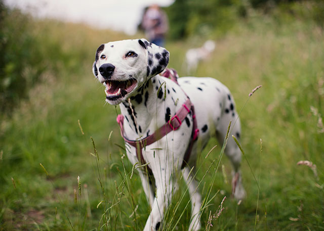 are dalmatian noisy