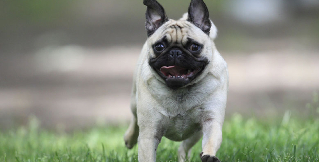 are pug puppies always so hyper