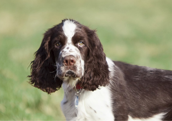 are french spaniels smart dogs