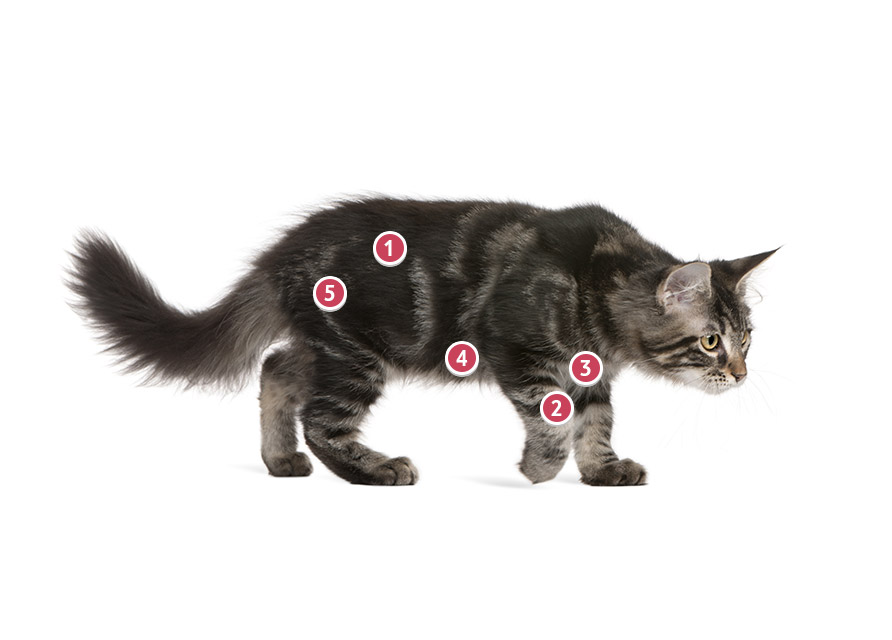 Get A Maine Coon Cat Pet Insurance Quote Tesco Bank