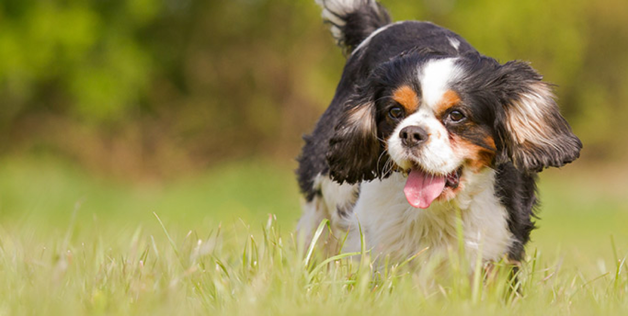 what is the average cost of a cavalier king charles spaniel