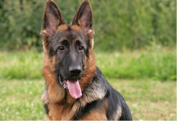 when do german shepherds have their dewclaws removed