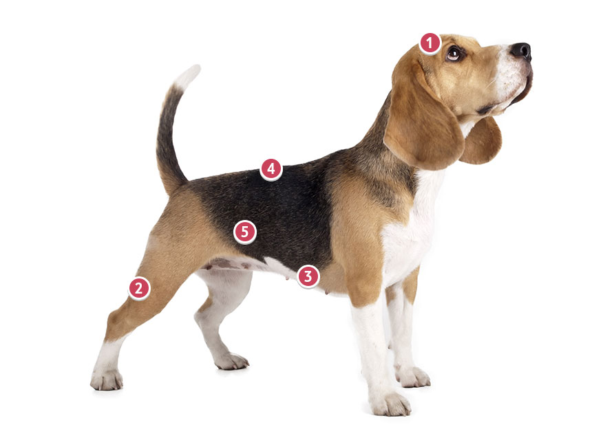 Beagle Insurance Beagle Pet Insurance Quote Tesco Bank