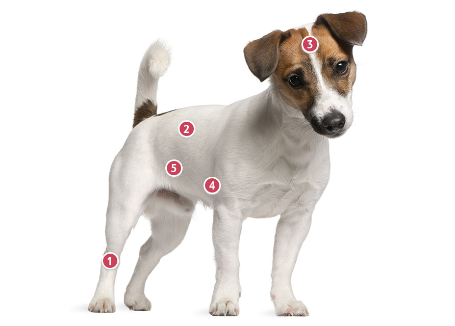 Jack Russell Insurance - Jack Russell Pet Insurance Quote - Tesco Bank